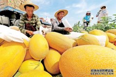 质检总局2008年对哈密瓜实施地理标志产品保护 哈密瓜原产地苦练“内功”反击“李鬼”