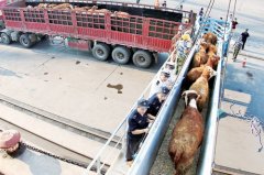 新西兰种牛的“吉瑞快车”轮抵达烟台港